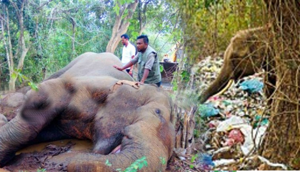 Elephant Died After Consuming Polythene