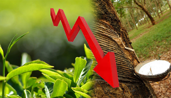 Drastic Drop in Production of Tea and Rubber in Last 50 years