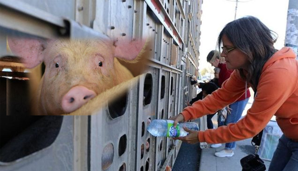 Woman Who Helps Thirsty Pigs Evades Jail