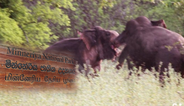 Elephant Fight Resulted in One Death