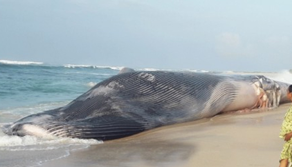 A Big Whale Surfaced on Weligama Beach