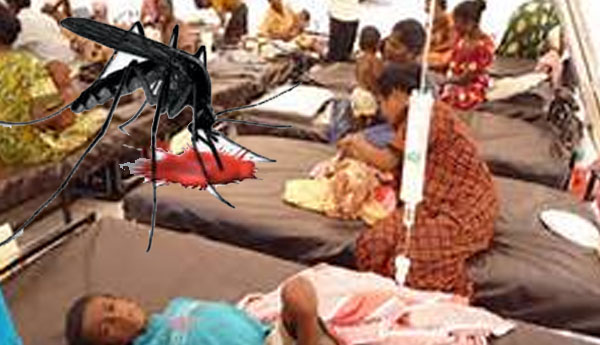 Dengue  Death Toll  Increases