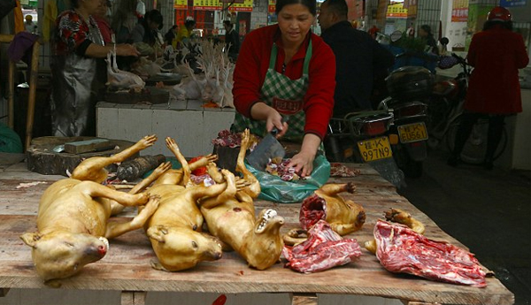 Large Scale Dog’s Skull Found in Garbage?