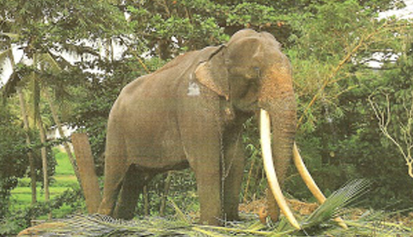 The Biggest Elephant in Srilanka Killed by another Elephant?