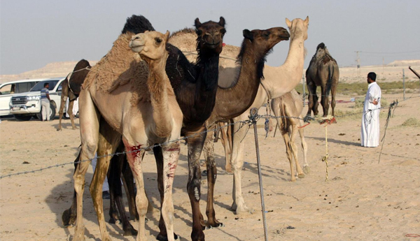 Saudi Arabia Deports Qatari Camels and Sheep as Diplomatic Feud Continues Saudi Arabia Deports Qatari Camels and Sheep as Diplomatic Feud Continues
