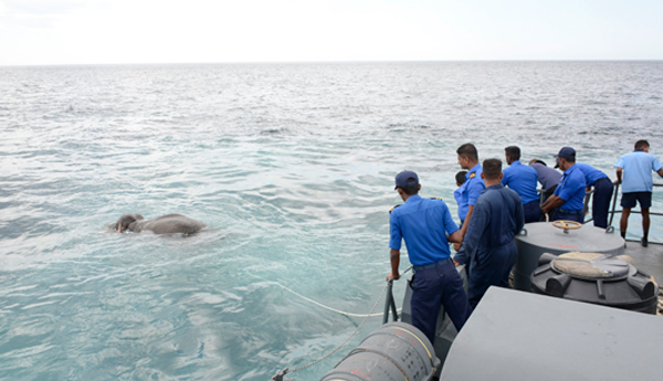 Navy Rescued  an Elephant Caught by Current at Deep Sea