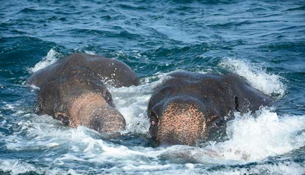 Further 2 more Jumbos Rescued from sea by Navy