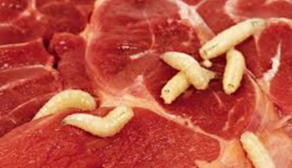 Worms in Meat Police Raided the Hotel in Colombo