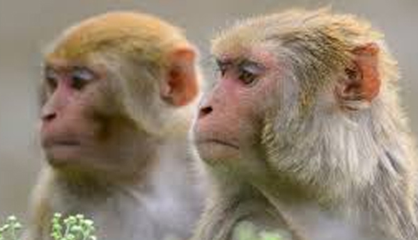 Nuisance from Monkeys in Kilinochchi