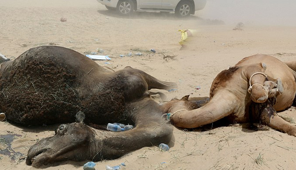 Hundreds of Camels die of Thirst in the Desert: Qataris Kicked off Farms in Saudi Arabia Amid rift Between Gulf Nations are Unable to Save their Animals