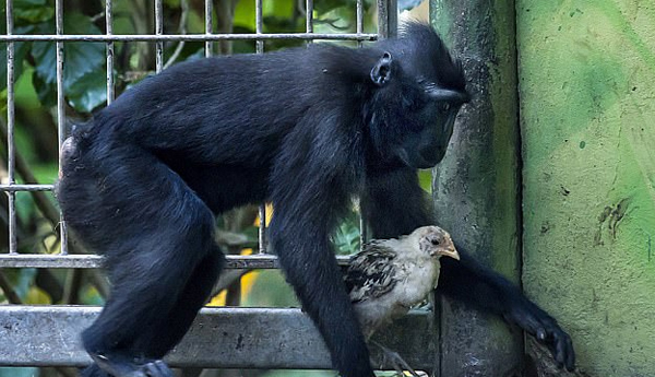 Chicken Is Adopted By a Monkey and Even Falls Asleep In the Arms of Its Macaque ‘Mother’ At A Zoo In Israel
