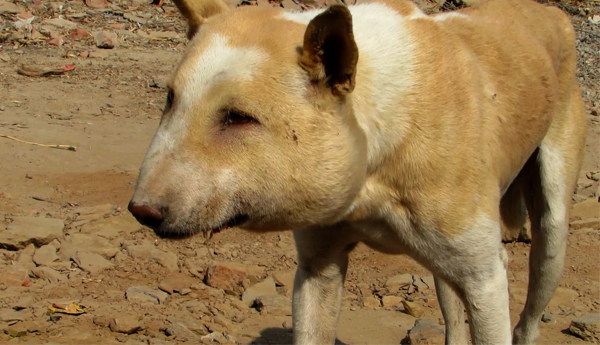 A Youth Spent Rs. 80,000 to Save the Life of a Street Dog