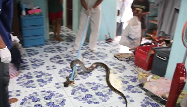 Son Escaped From Deadly 10 Foot Python Under his Bed in Thailand