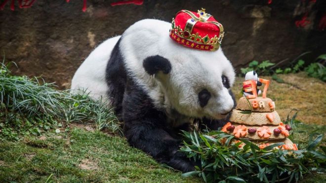 World’s Oldest Captive Panda Basi Dies in China