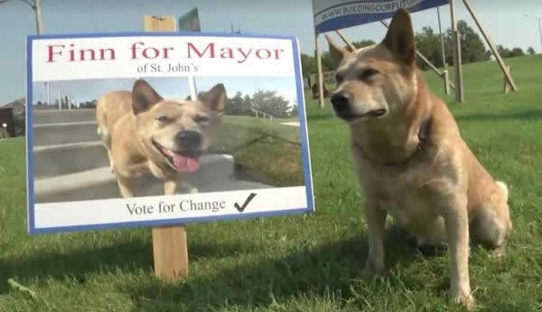 Dog Runs for Mayor of Canadian Town