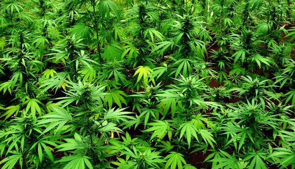 Srilanka Enters into Cannabis Plantation