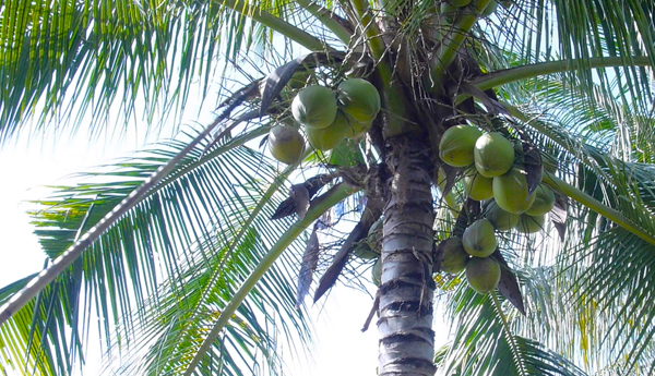 Reduction in Coconut Price within 2 Weeks