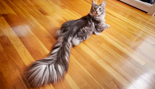 Guinness Records Include Long-Tailed Cat, Old Bodybuilder