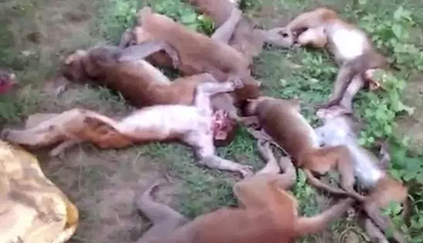 Scared to Death… Literally: 12 Monkeys Mysteriously Die in India (VIDEO)
