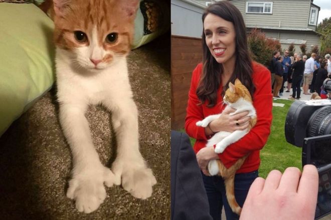 New Zealand’s ‘first cat’ and other political pets
