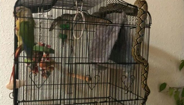 Singapore Python Tries To Eat ‘Petrified’ Pet Parrot
