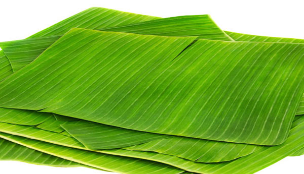 Banana Leaves Usage As An Alternative To Polythene Lunch Sheets
