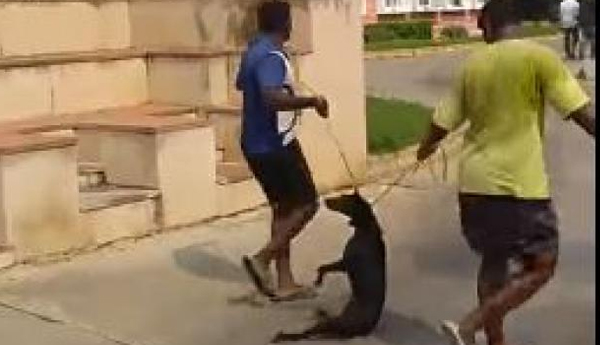 Chennai: Dog Collapses After 2 Men Tie Wire Nooses Around Neck, Drag Him