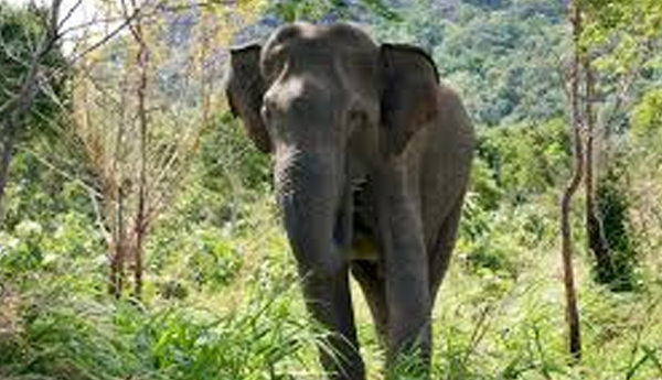Minister Gamini Jeyawickremas’ Novel Mehod to Chase Elephants from Villages?