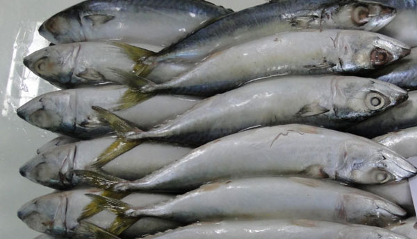 Fisheries Ministry Request Finance Ministry to Stop Fish Import