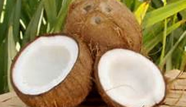 Price of Coconut Come Down Within 2 Weeks