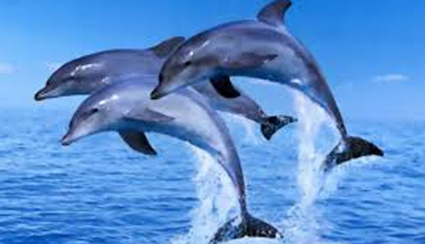 Witness Dolphin Dancing In Nuraicholai Ilanthadi Area?