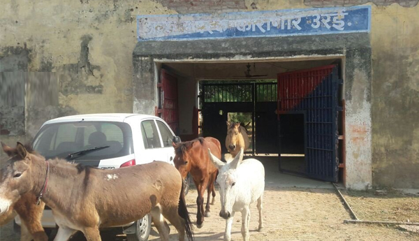 UP Cops Arrest Donkeys For Destroying Jail Property, Release Them After 4 Days