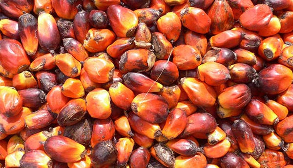 Planters Association Calls For Greater Support In Oil Palms