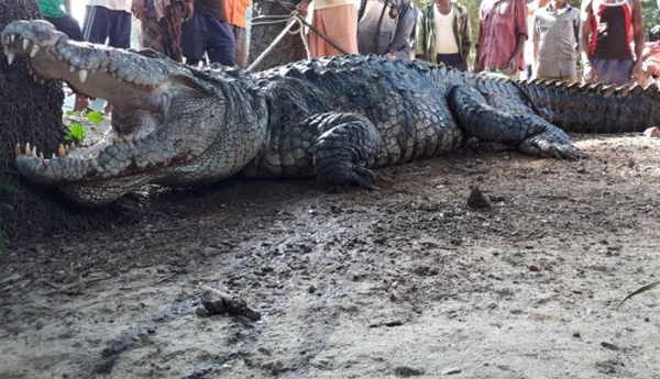 India Man Wakes Up To Crocodile Shock
