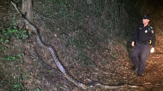 Queensland Police Python Photo Gains Internet Fame