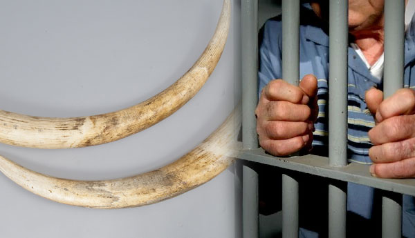 Cabinet Approved Amendment of  Wildlife Act to Impose Life Sentence on Killers of Tuskers
