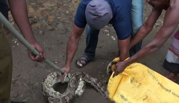 A Big Snake Penetrated into a Village and Created Havoc?