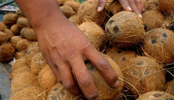 400 Colombo Coconut Traders Taken to Court by CAA