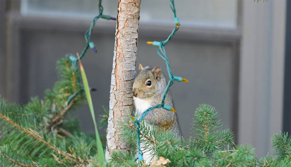 A Squirrel From New Jersey Is Trying To Ruin Christmas