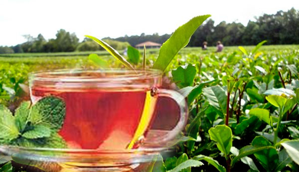 Tea Export to Russia Recommences From Tomorrow