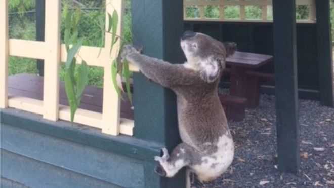 Koala Screwed To Post Sparks Anger In Australia