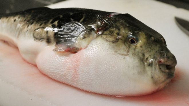 Japanese City On Alert For Deadly Fugu Blowfish