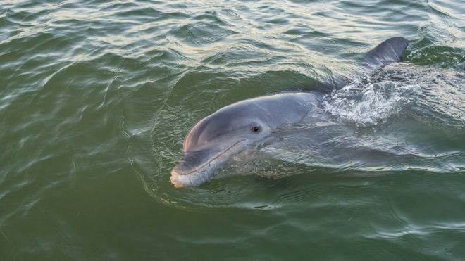 Dolphin Diet Study Gives Conservation Clues