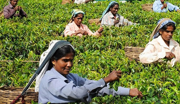 Sri Lanka Tea Prices Up In January 2018
