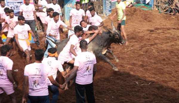 3 More Deaths At Jallikattu Events Amid Big Prizes Offered By Tamil Nadu Leaders