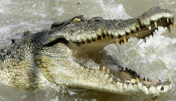 Army Corporal Attacked by Crocodile