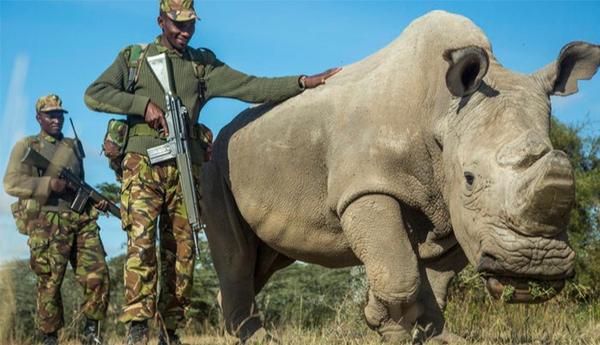 Sudan, The World’s Last Male Northern White Rhino, Dies at Age 45