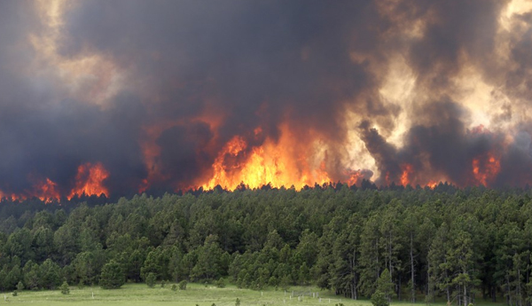 Forest Fire Destroyed 400 Acres
