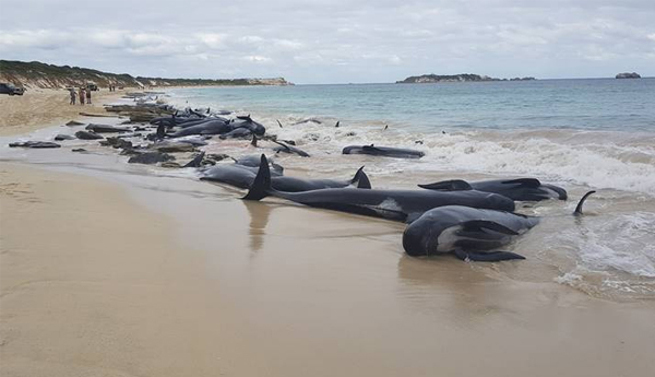 Australian Rescuers Race To Save Whales After Mass Stranding