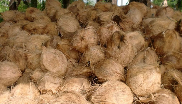 Coconut at Rs 75 For New Year